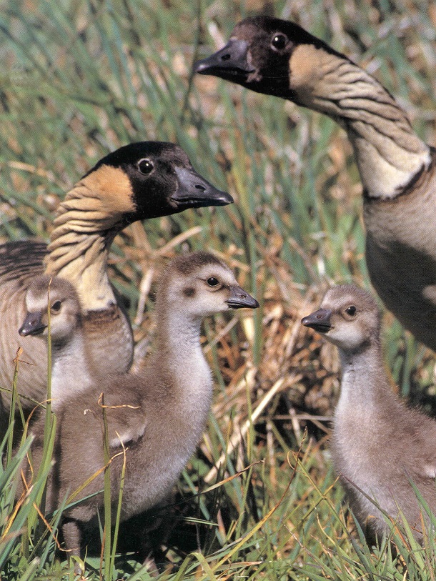 Nēnē Family Two adult nēnē with three goslings in the grass.