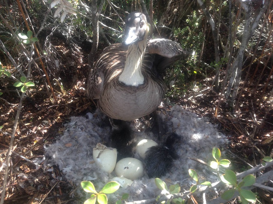 Nēnē, an endemic species that depends on native habitats.