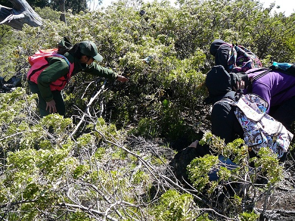 Old Nēnē Nest