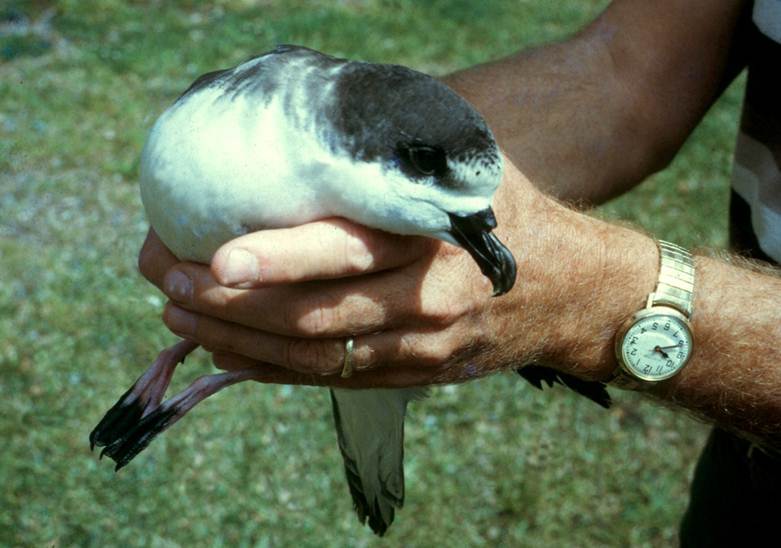 Saving endangered ʻUaʻu or Hawaiian petrel