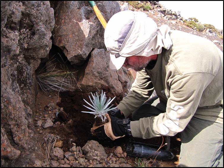 silversword planting