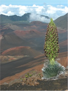 Haleakala silversword