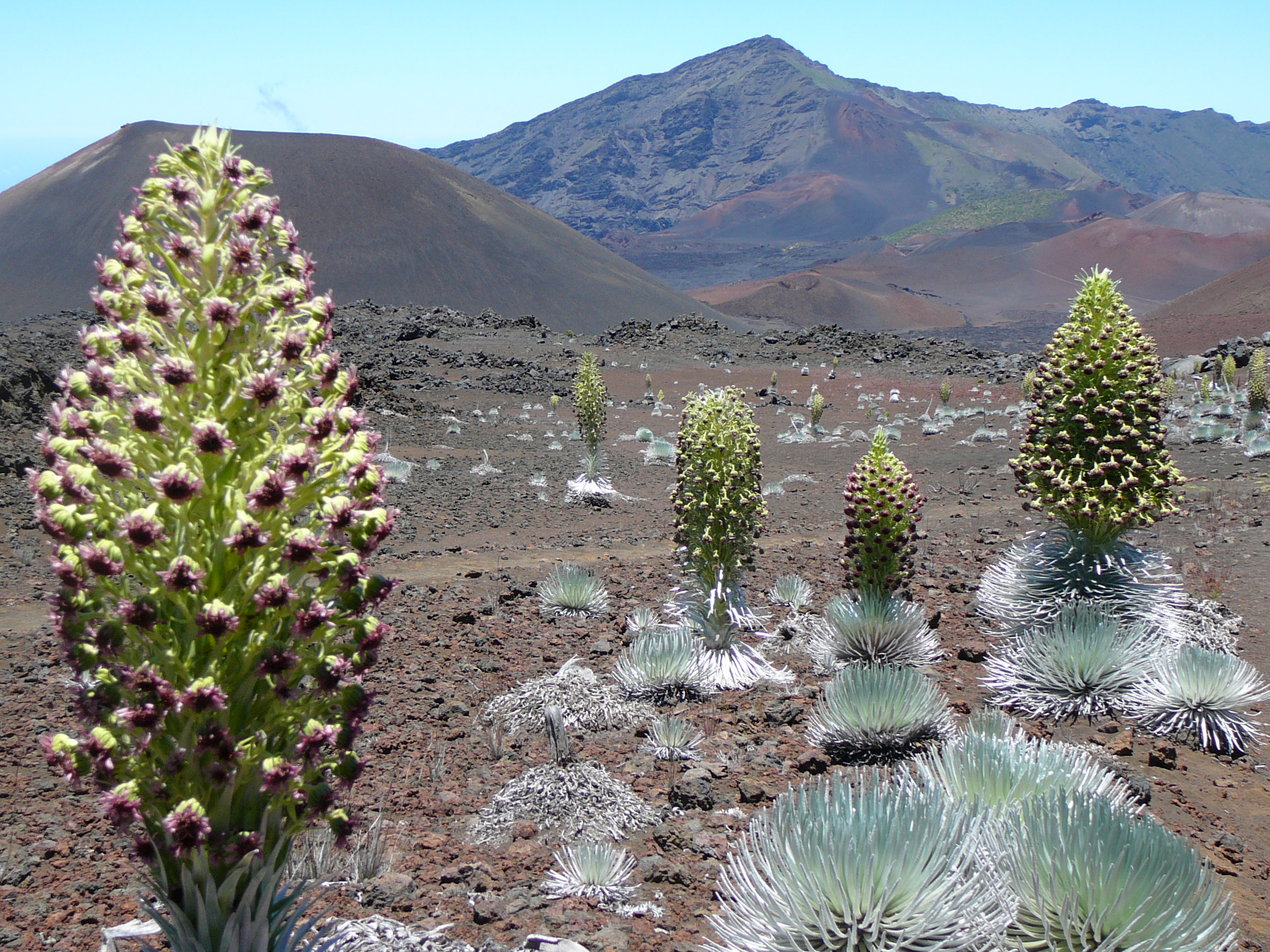 Silversword blooms sliding sands landscape