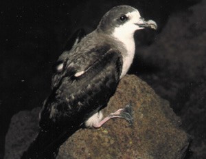 Uau (Hawaiian petrel) with characteristic black webbed feet.