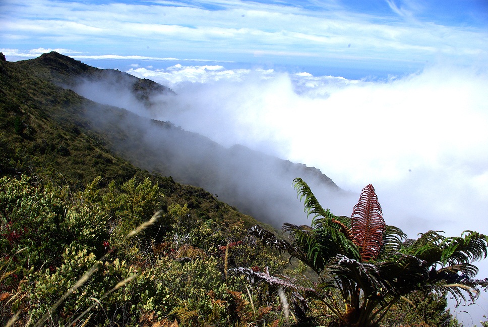 shrubland