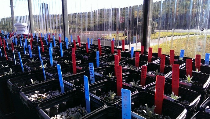 seedlings