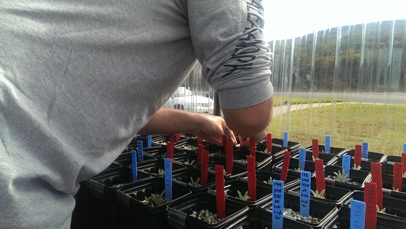 Seedlings being measured