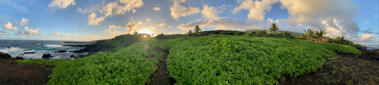 A rocky trail winds winds through native vegetation along the coast.