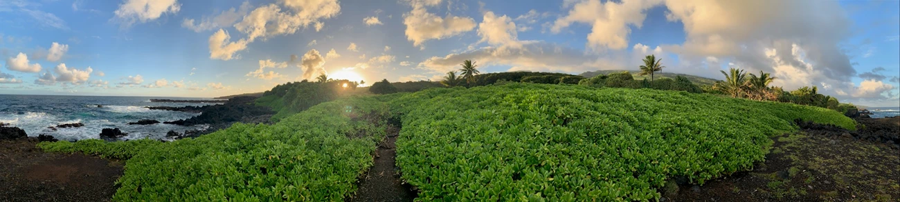 Kahakai Trail A rocky trail winds winds through native vegetation along the coast.