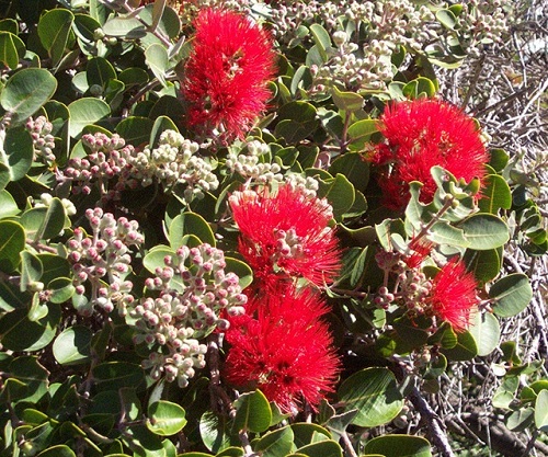 ʻŌhiʻa Lehua blossoms ʻŌhiʻa Lehua blossoms