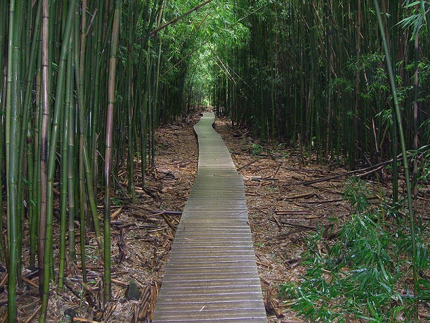 Pipiwai Trail Pipiwai Trail