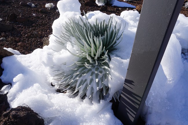 Snow sits on Silversword in the Summit District