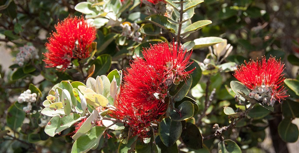 ‘Ōhi‘a lehua blossoms