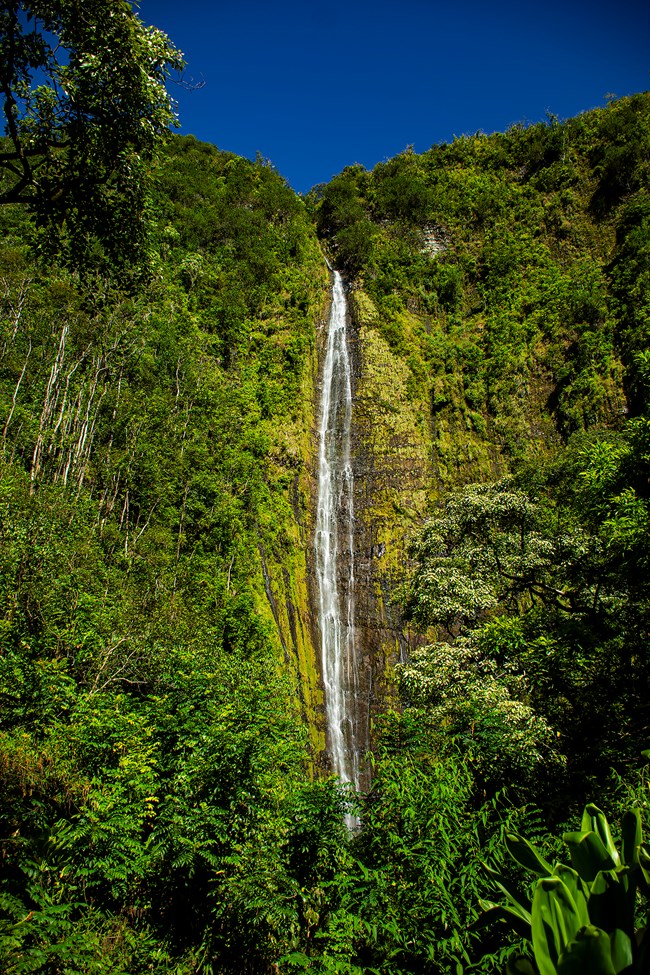 The Waimoku Falls surrounded by lush green vegetation.