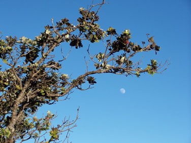 ohia snag