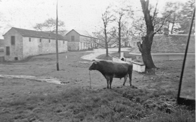 A historic black and white photograph of the dairy to the right with a cow, long barn in the distance.