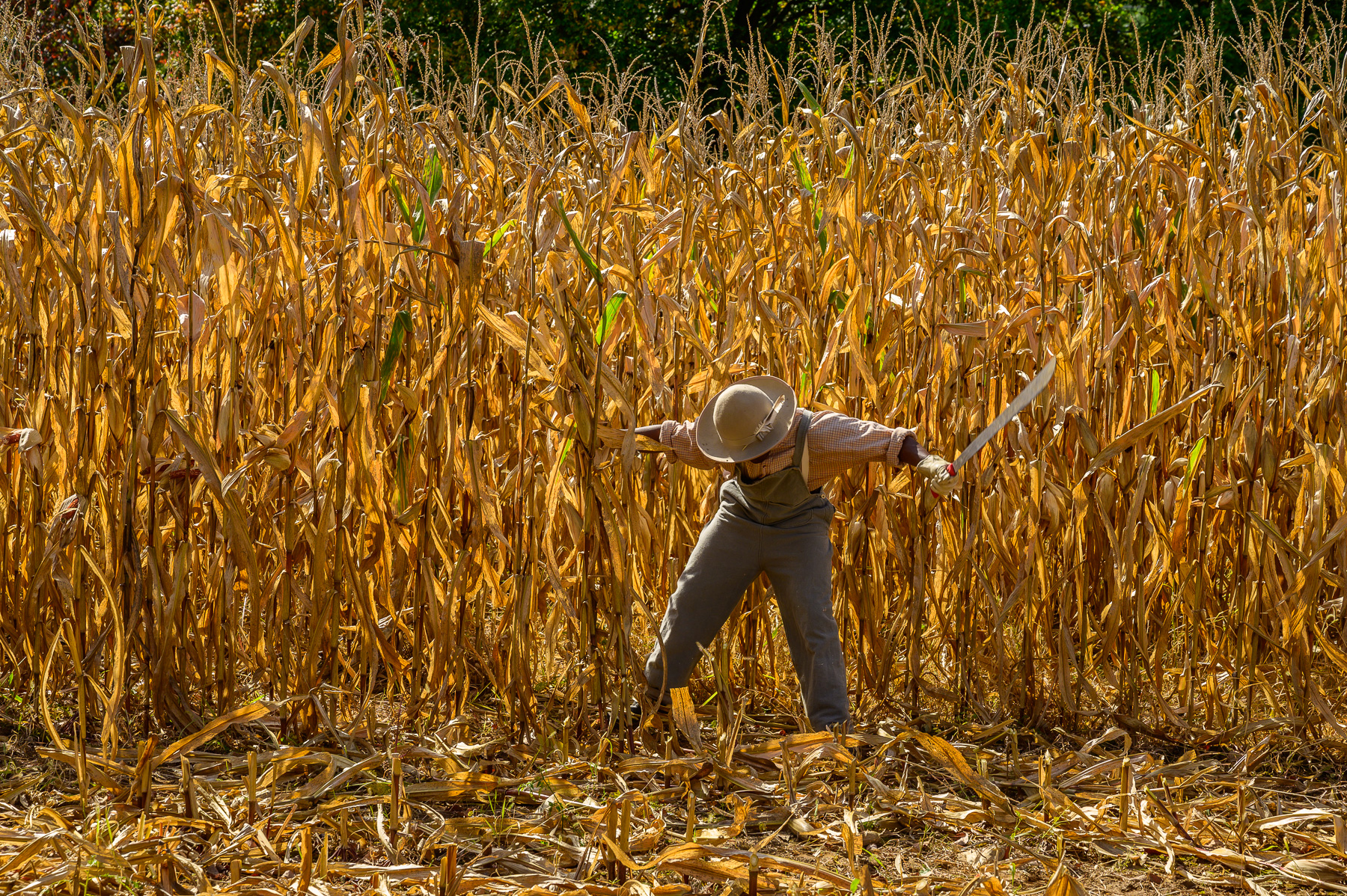 Living Historian demonstrates the 19th century corn harvesting techniques