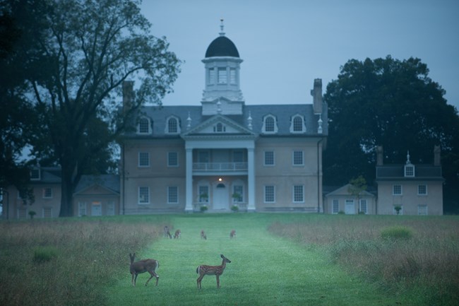 Modern day photograph of the Hampton mansion in fog with a herd of deer in front of it.
