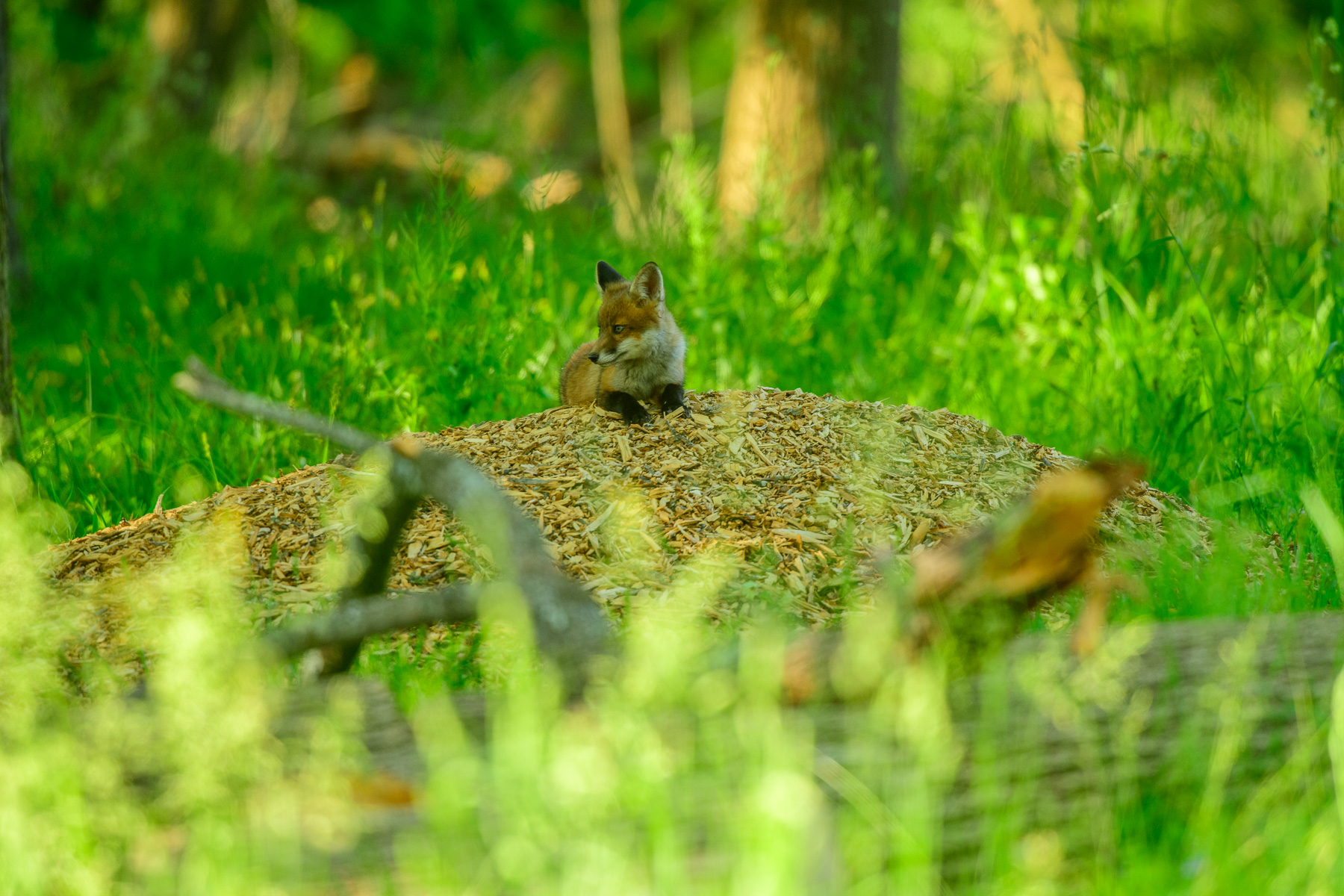 Meadow Road 　牧草地の道 Grow Your Own Meadow - Susquehannock Wildlife Society