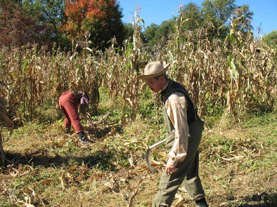 Cutting Corn for the Fall Harvest