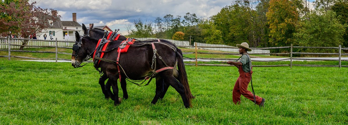 A living historian driving mules.