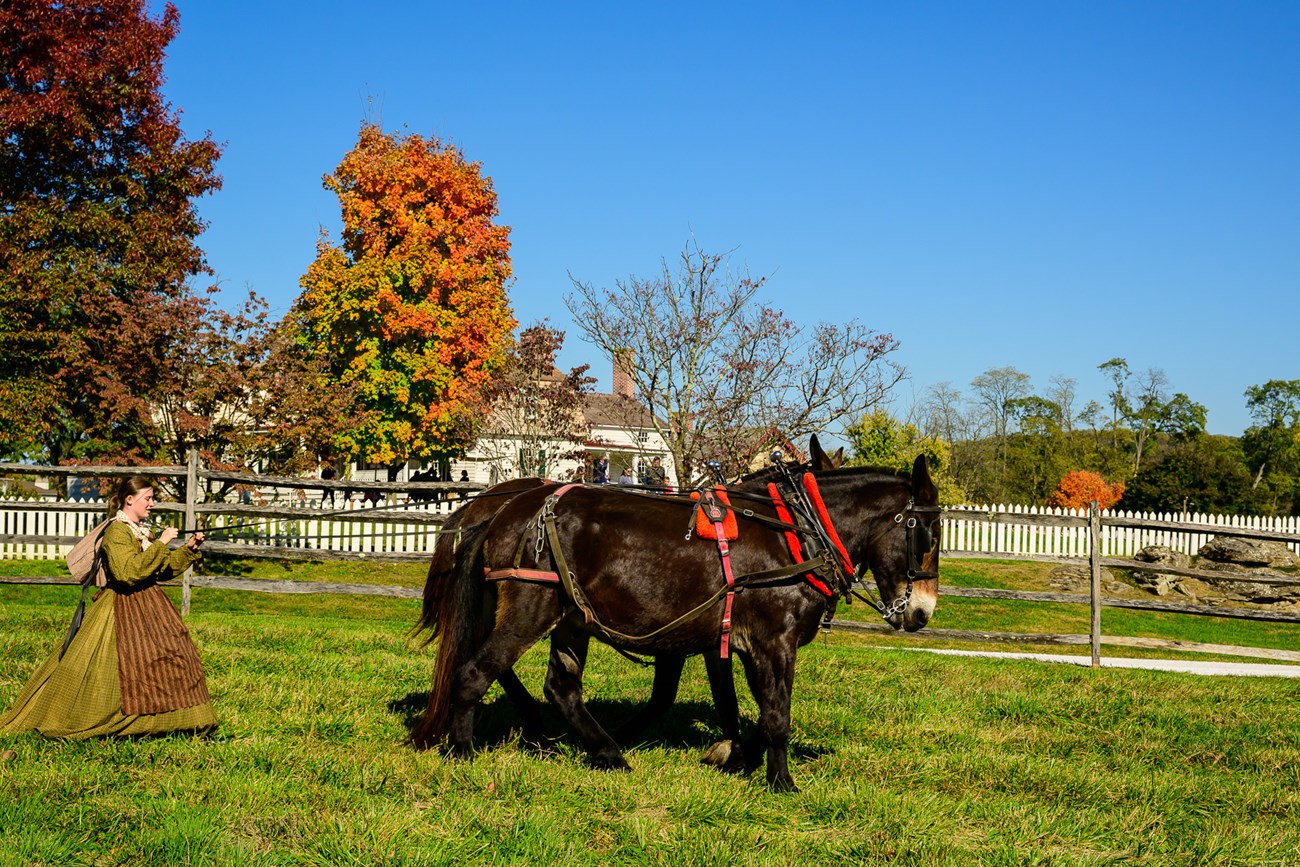 Woman in 19th century clothing driving mule team