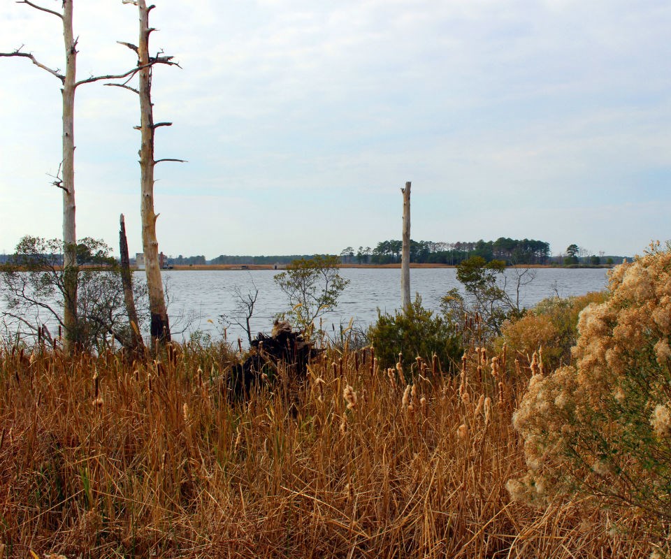 Brown marshes with dead trees in the foreground and on the horizon.