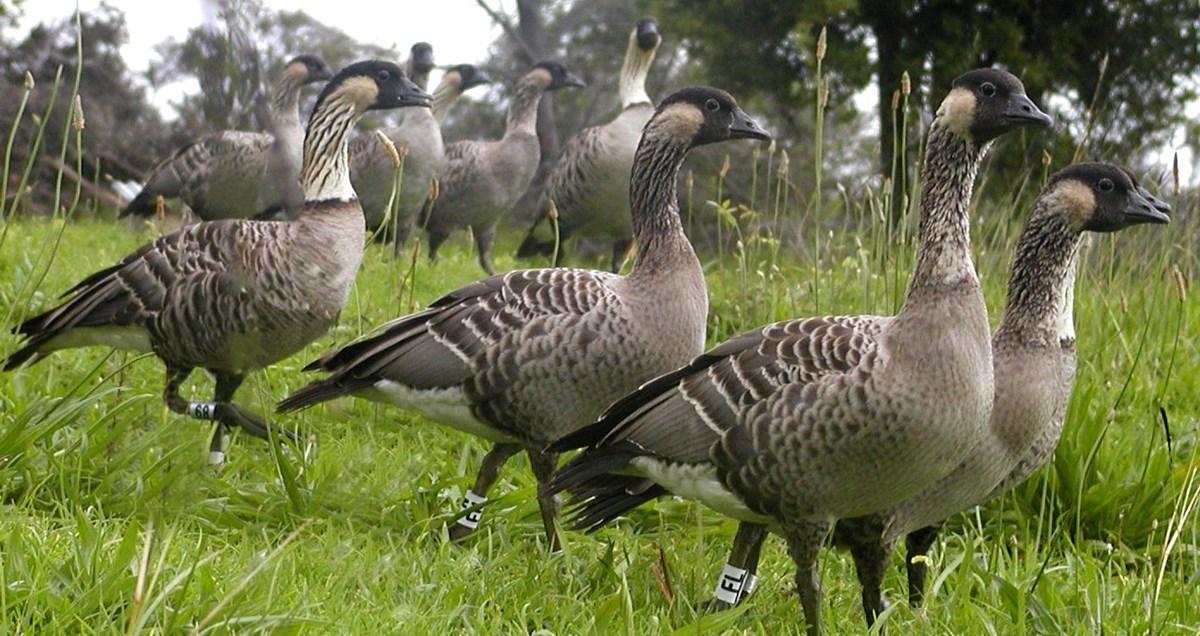 A group of nēnē in a green grassy area