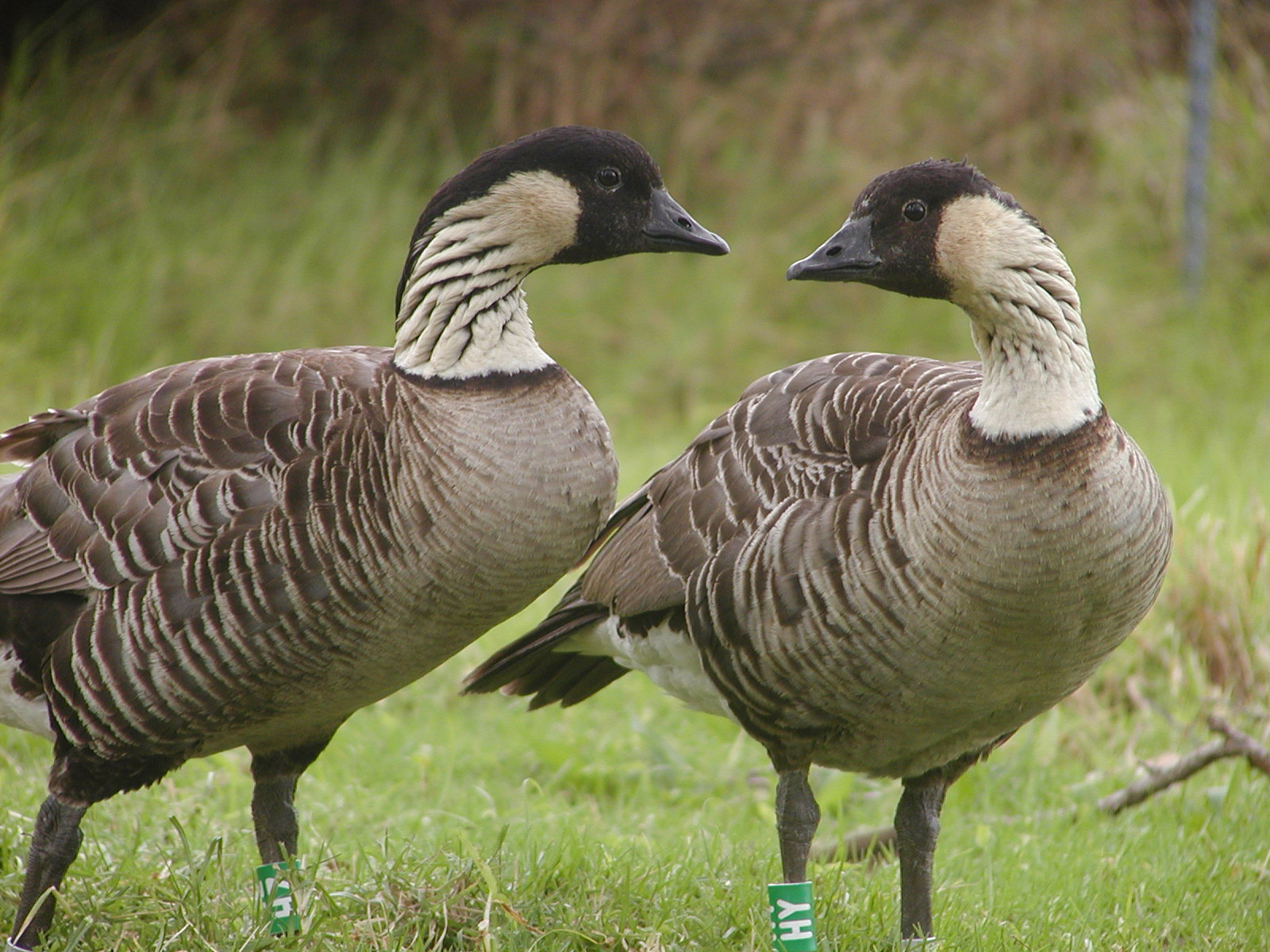 Pair of nēnē geese in front of green grass.