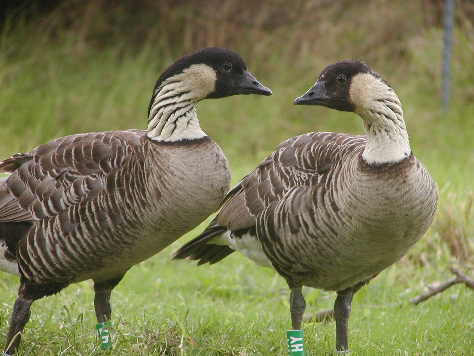 Help the park protect nēnē Pair of nēnē geese in front of green grass.