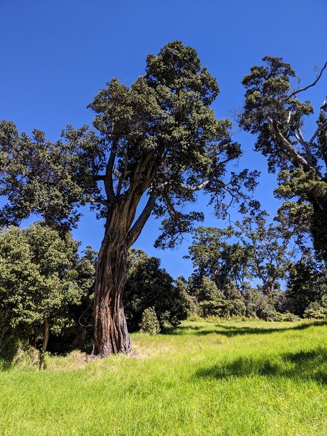 Healthy ʻōhiʻa tree dominant native forest in Hawaiʻi