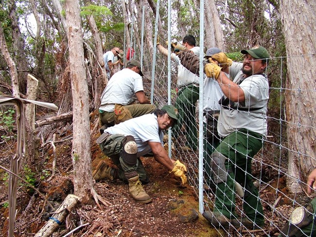 Several park staff build a fence in a remote rugged forest to keep out invasive ungulates.