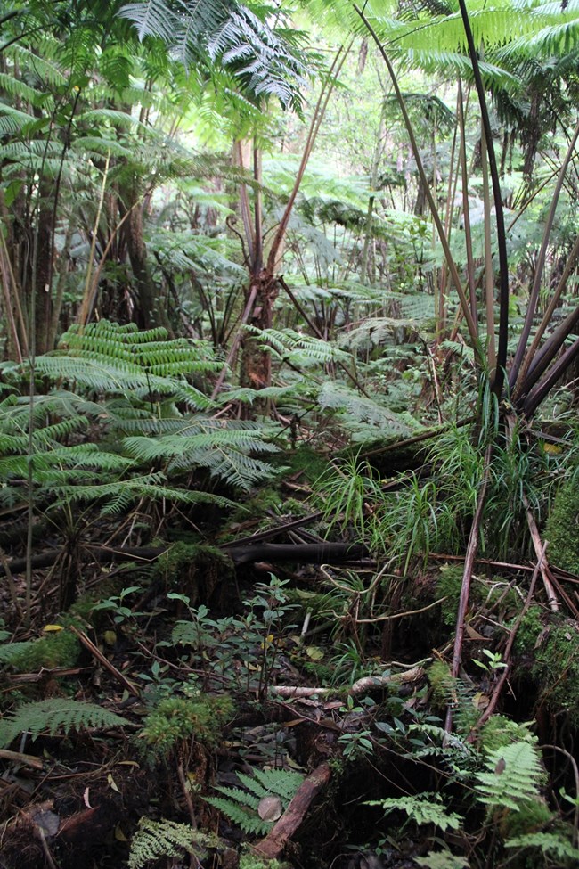 Diverse rainforest ecosystem of ferns, ohia trees and understory plants