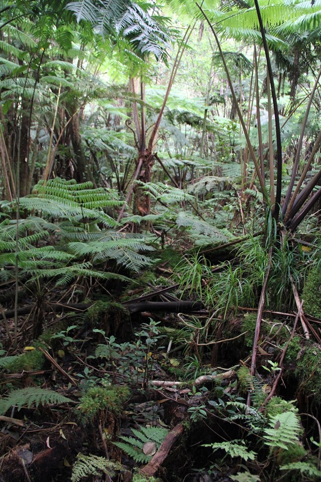 Protected forest ecosystem Diverse rainforest ecosystem of ferns, ohia trees and understory plants
