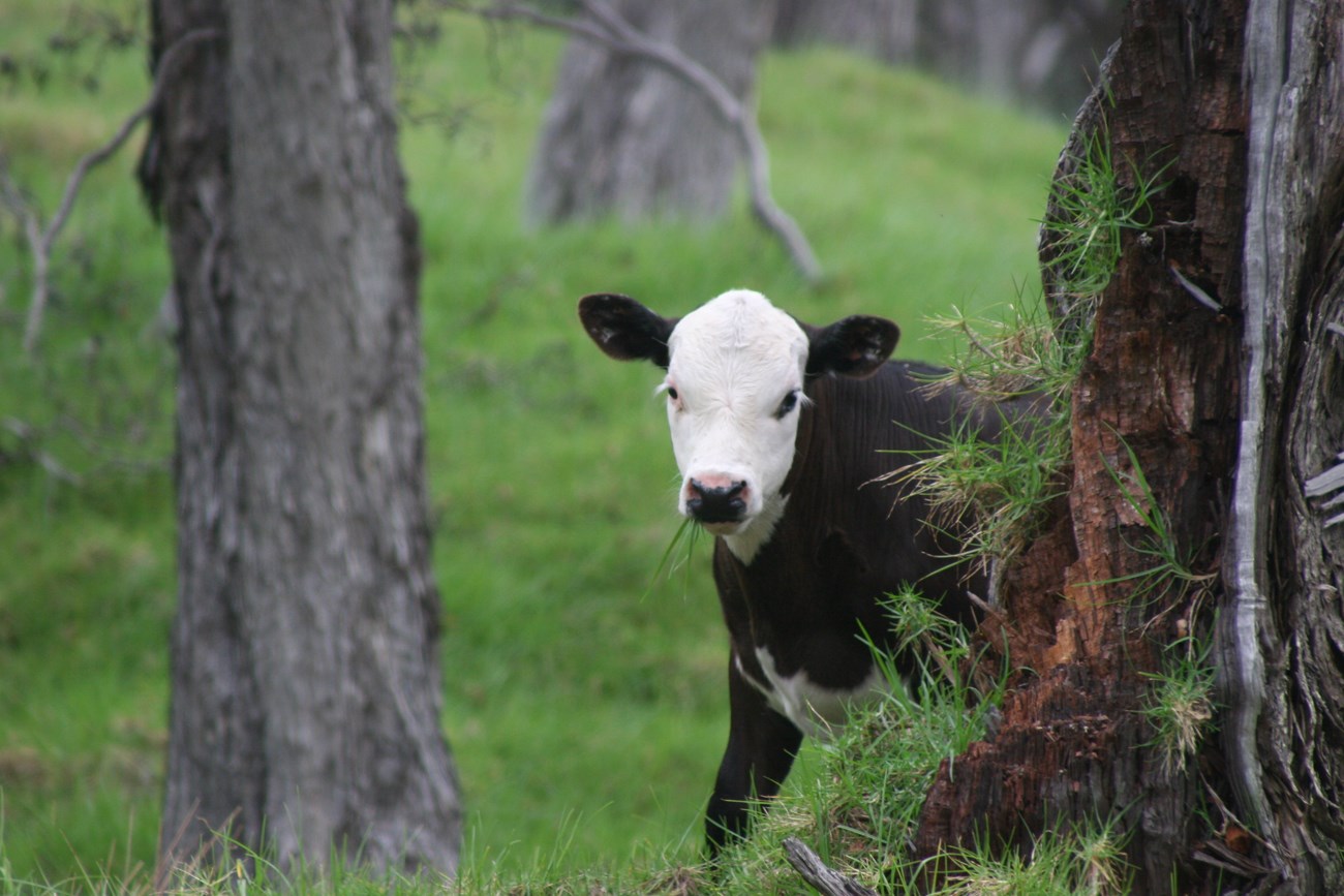 A cow with grass in its mouth peering from behind a tree