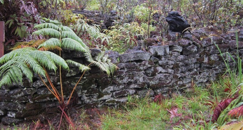 Stone walls in a rainforest