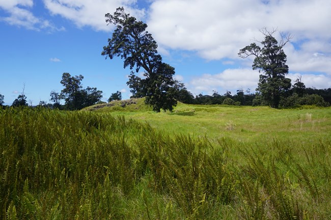 Trees in a green pasture