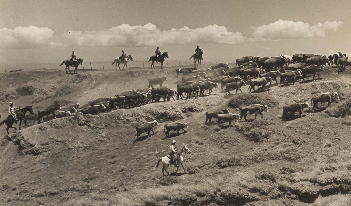 Black and white photo of men on horses herding cattle