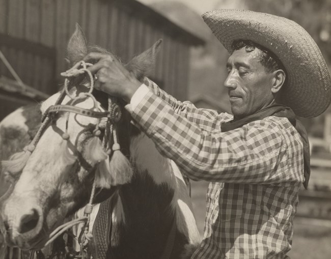 A paniolo wearing a hat and checkered shirt roping up his horse