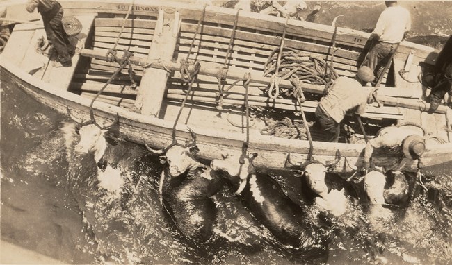 Men in a boat tied to cattle splashing splashing in the water, viewed from above