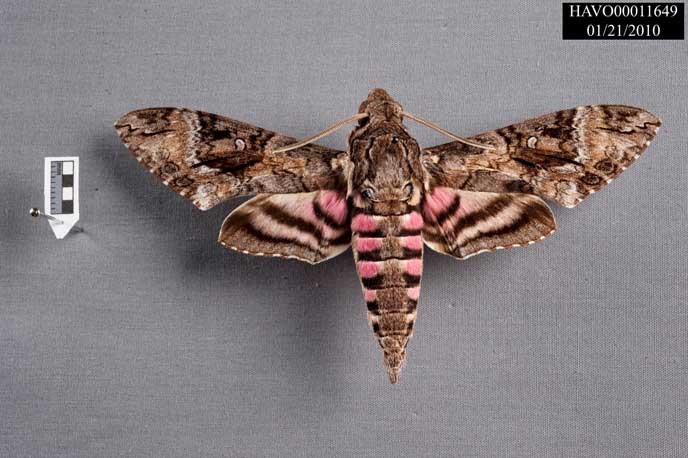 pink spotted hawkmoth