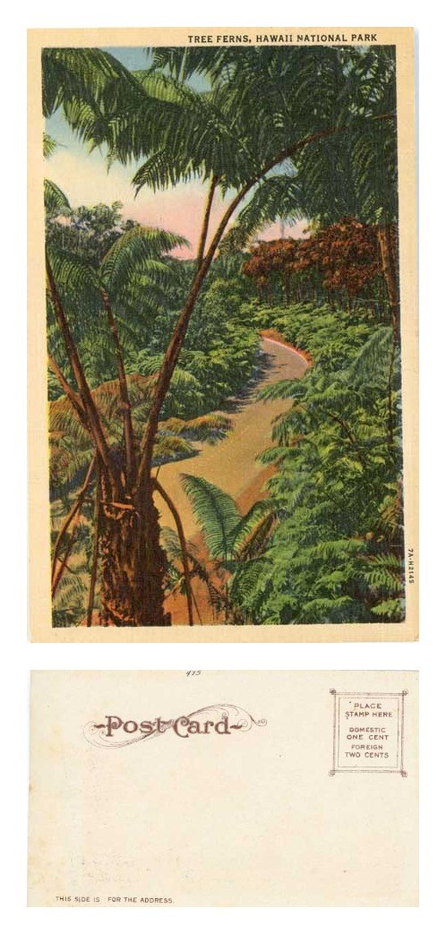 tree ferns postcard