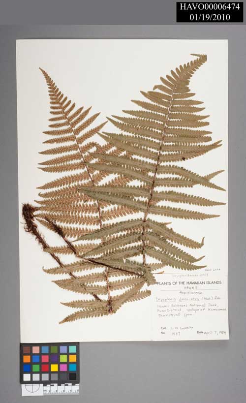 Woodfern
