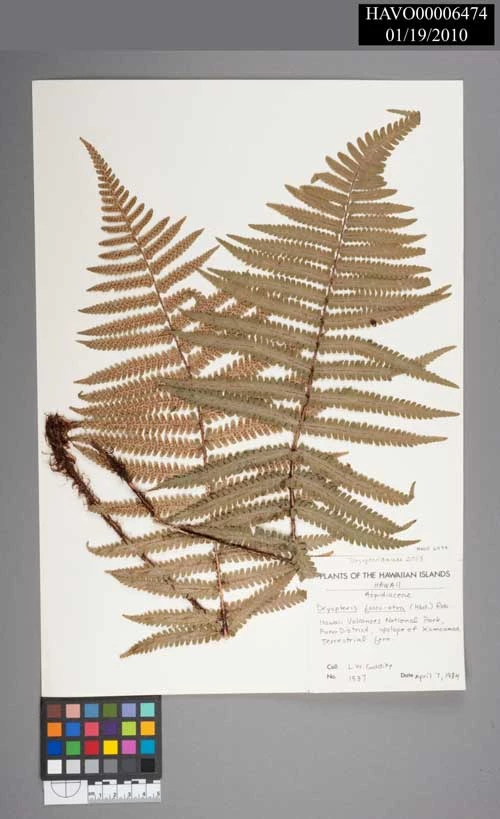 Woodfern