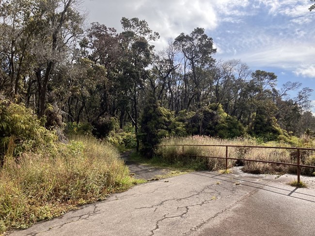 A paved trail turns into a forested trail.