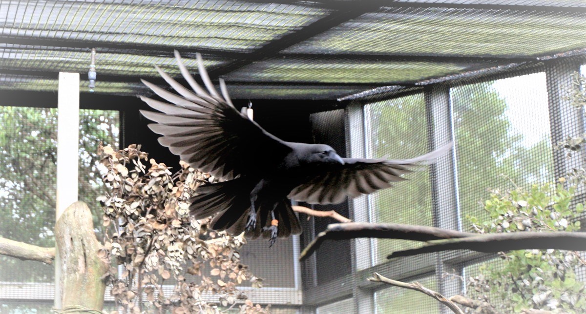 A Hawaiian crow in flight within an aviary.
