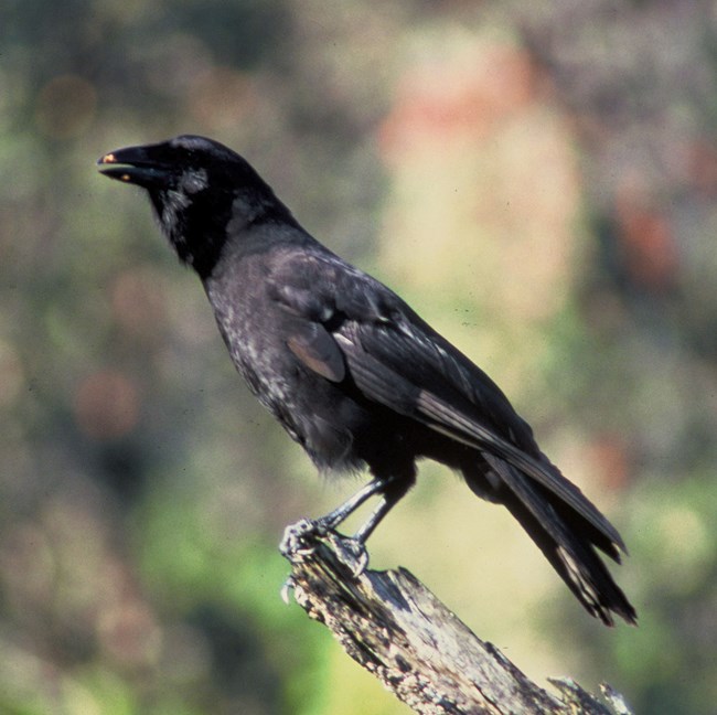 A Hawaiian crow perched on a dead branch.