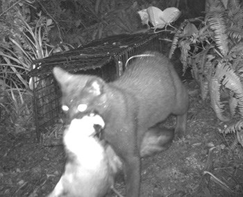 Black and white photo of cat carrying white bird in its mouth