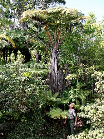 Park ranger standing next to a taller hapuʻu tree fern