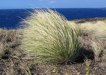 Clump of fountain grass in front of the ocean
